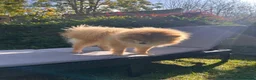 Pomeranian dogs for sale: Pomeranian in Watford - Advert 3