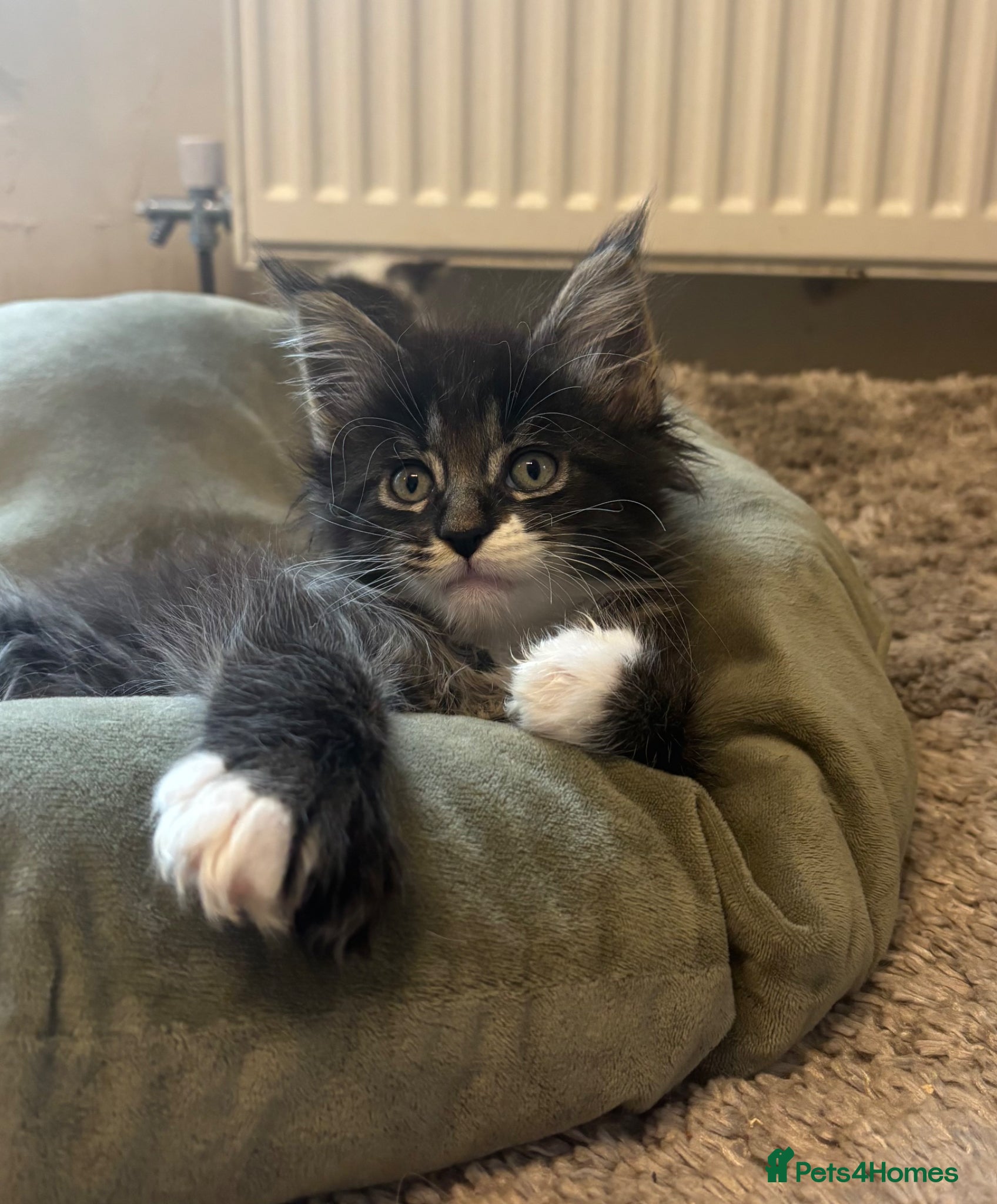 Maine Coon cats for sale: Maine coon kittens for sale. Some polydactyl.  in Trimdon Station - Advert 8