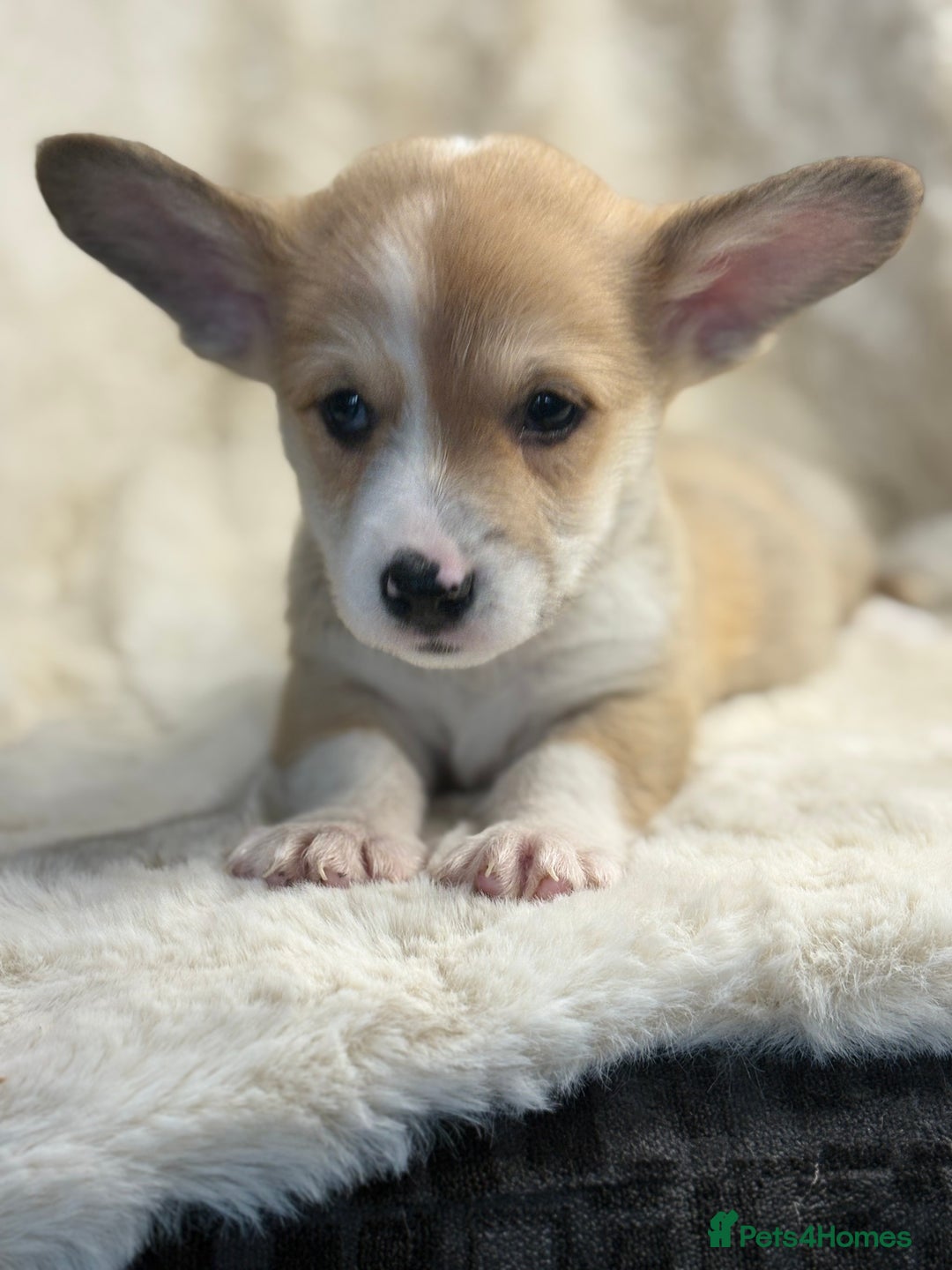 Welsh Corgi Pembroke dogs for sale: Top quality corgi puppies  - Advert 7