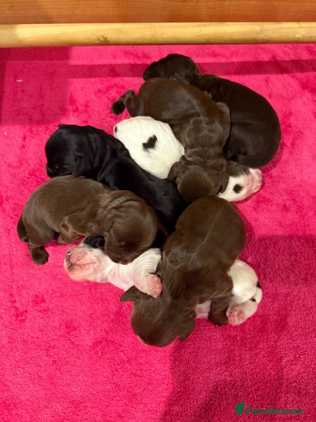 Sprocker dogs for sale: 4 Beautiful Boy Spaniels Left! - Advert 4