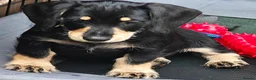 Mixed Breed dogs for sale: Daschund X Schnauzer puppies  - Advert 3