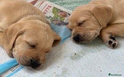 Mixed Breed dogs for sale: Golden retriever x pointer puppies - Image 4