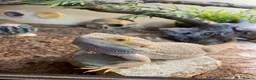 Bearded Dragon reptiles for sale: Breaded dragon  - Advert 2