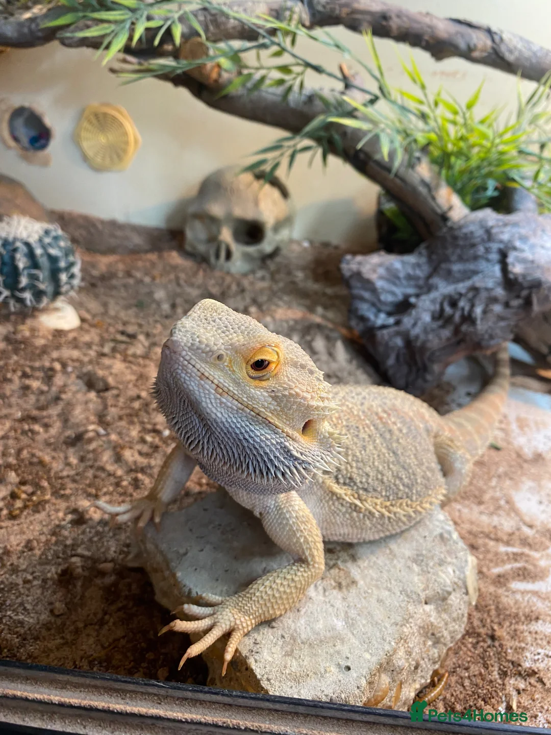 Bearded Dragon reptiles for sale: Breaded dragon  - Advert 2