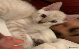 Bengal cats for sale: High Quality Bengal Beauty - Image 7
