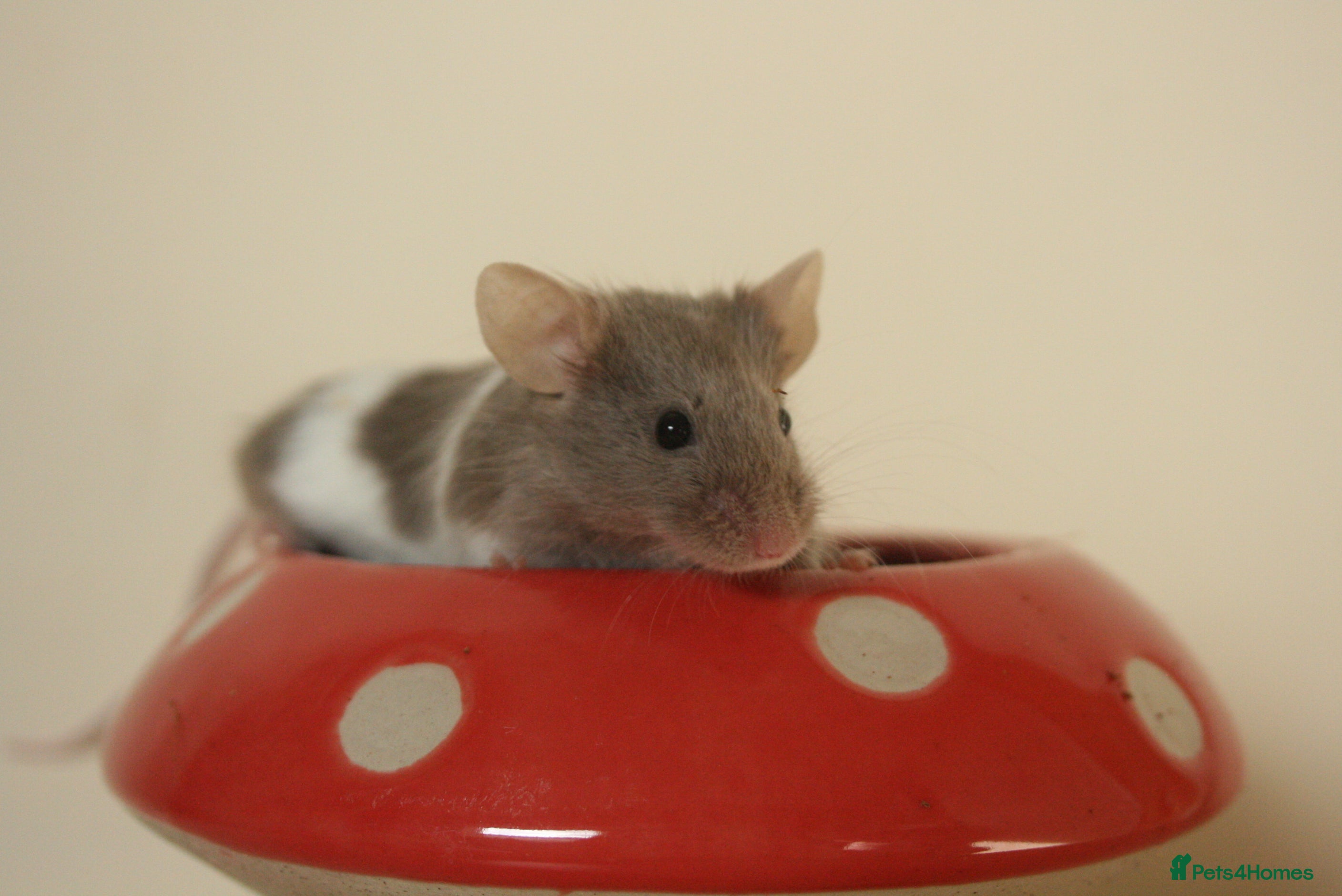 Mouse rodents 🐭 Female Mice Available for Adoption 🐭 - Advert 2