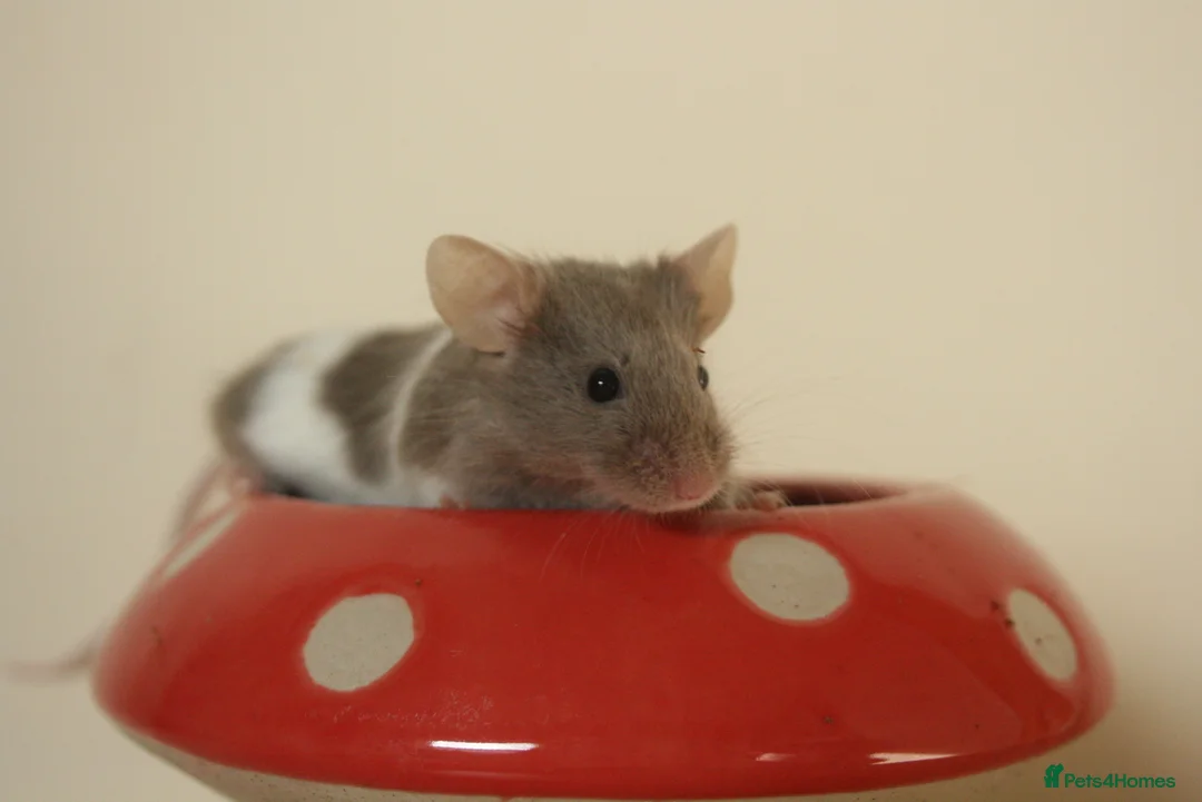 Mouse rodents for sale: 🐭 Female Mice Available for Adoption 🐭 - Advert 1