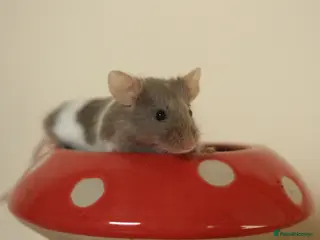 Mouse rodents 🐭 Female Mice Available for Adoption 🐭 - Advert 2