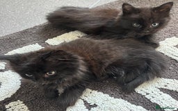 Mixed Breed cats for sale: 2 fluffy girls for sale - Image 9