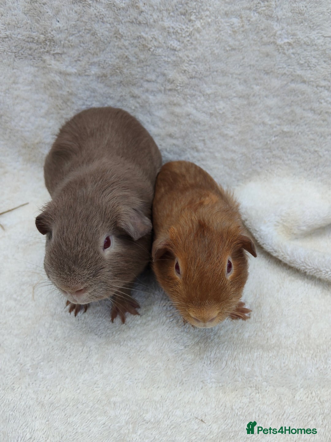 Guinea Pig rodents for sale: Guinea pig pairs for sale  - Image 5