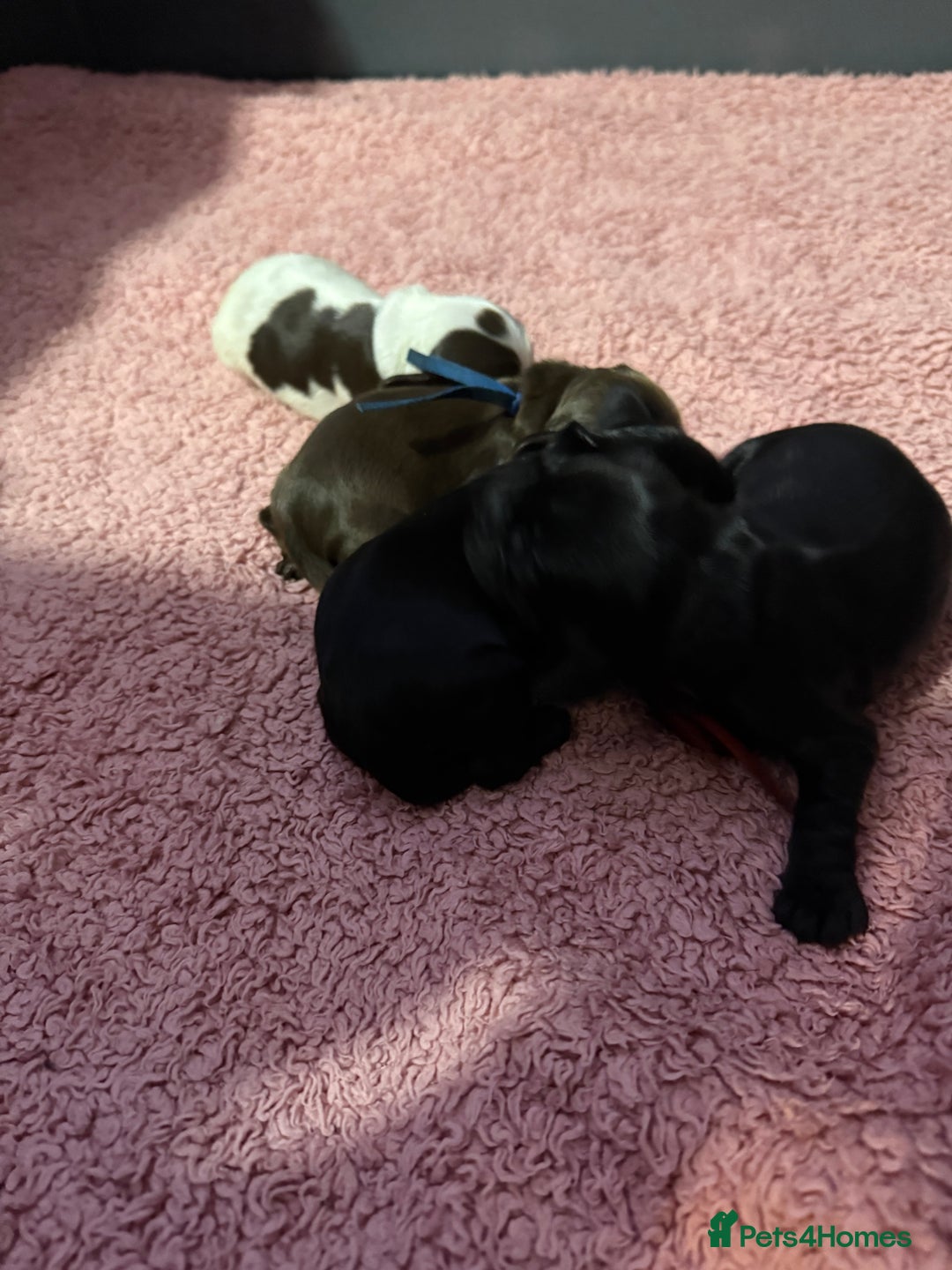 Cocker Spaniel dogs for sale: Show type cocker spaniel pups  - Advert 22