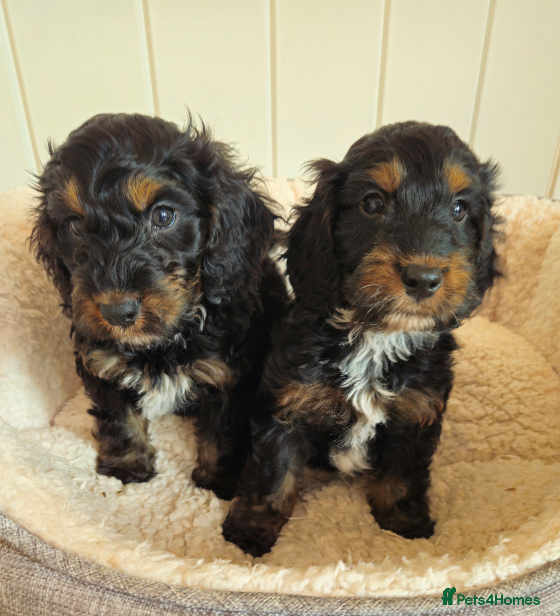 Cockapoo dogs licensed breeder,2 boys available for loving homes - Advert 2