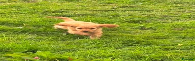 Cockapoo 2