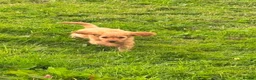 Cockapoo dogs for sale: F1 cockapoo pups in Enfield - Advert 3