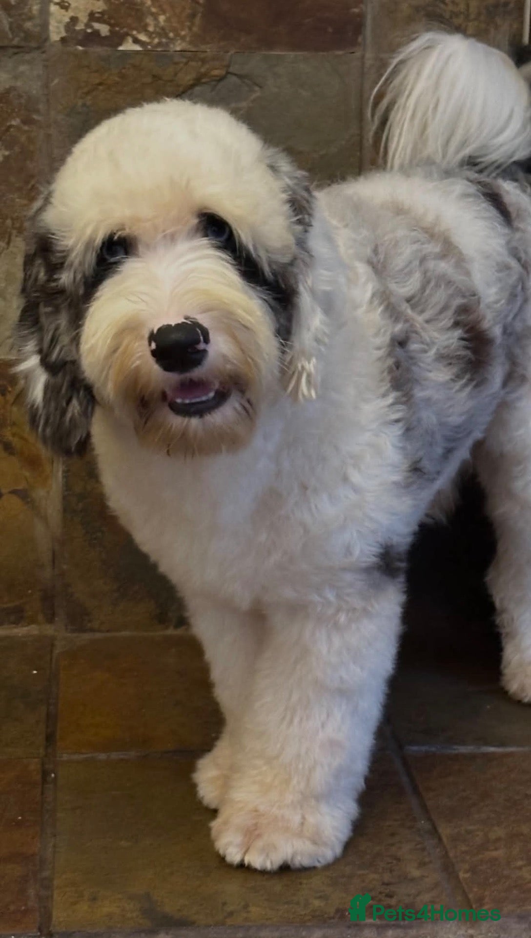 Sheepadoodle dogs for stud: Sheepadoodle hybrid stud  - Advert 2