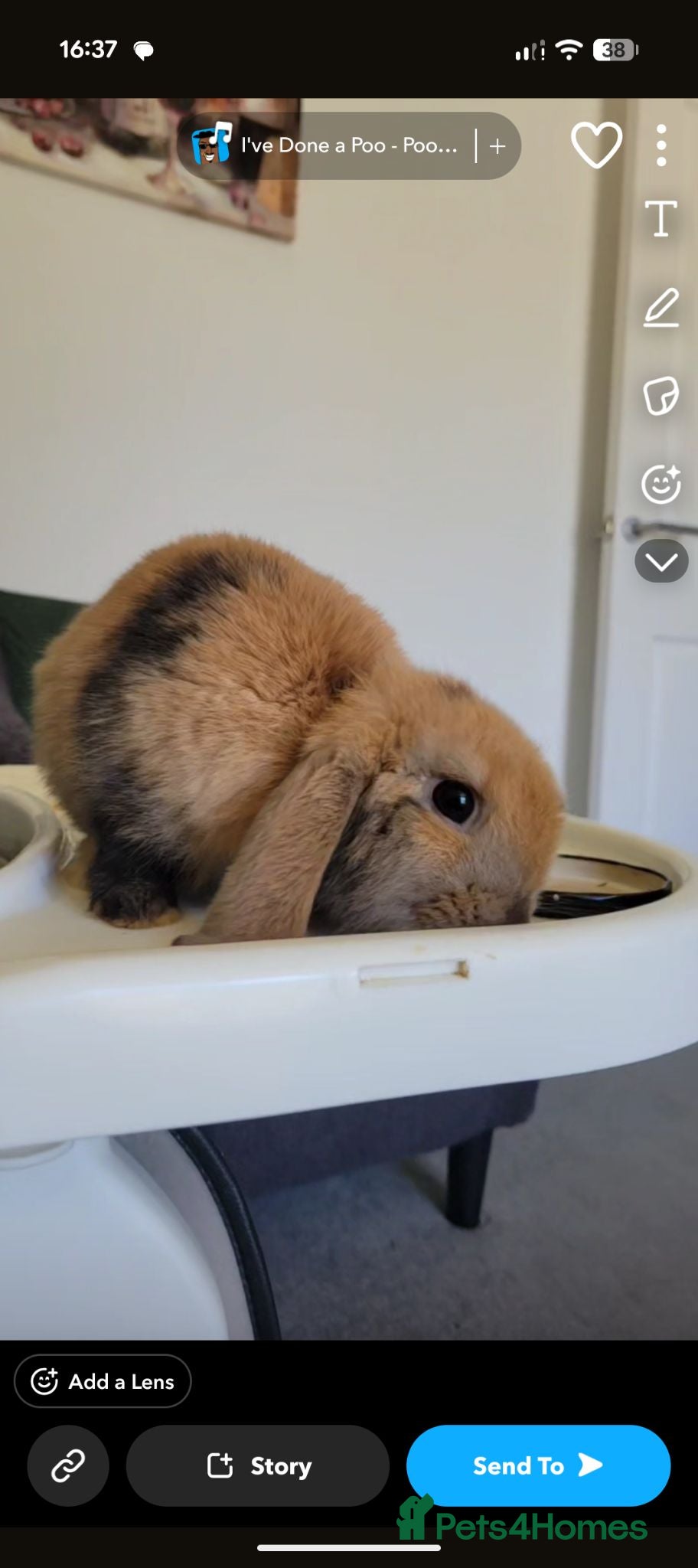 Mini Lop rabbits Peanuts looking for a new home ❤️ - Advert 1
