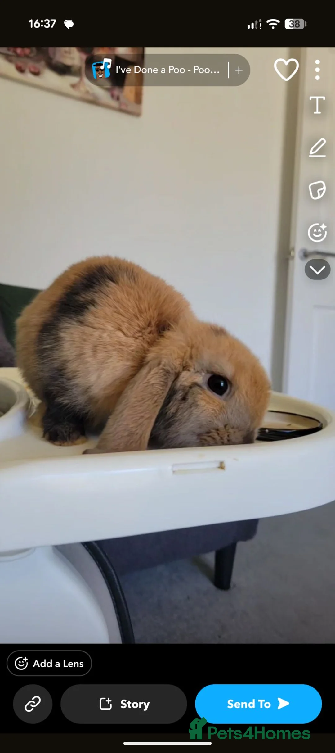 Mini Lop rabbits for sale: Peanuts looking for a new home ❤️ in Bury Saint Edmunds - Advert 1