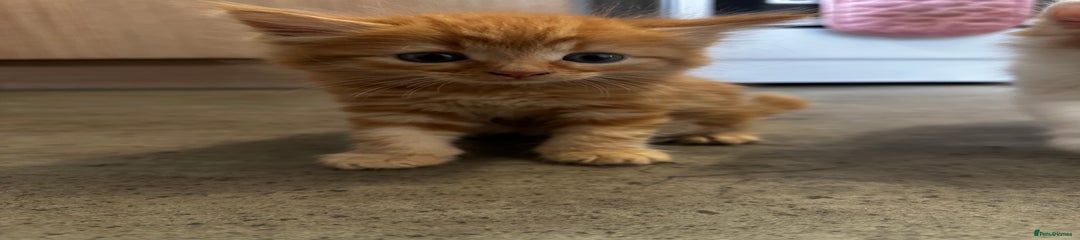 Domestic Shorthair Kitten 2