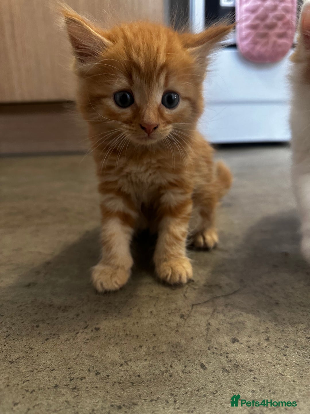 Domestic Shorthair cats for sale: Domestic shorthair kittens - Image 4