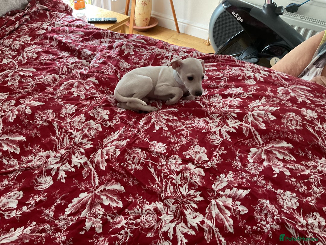 Italian Greyhound dogs for sale: Gorgeous Italian greyhound puppies  - Image 18