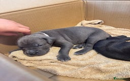 Mixed Breed dogs for sale: Rare breeding American x Bulldog x Cane Corso Pups - Image 23