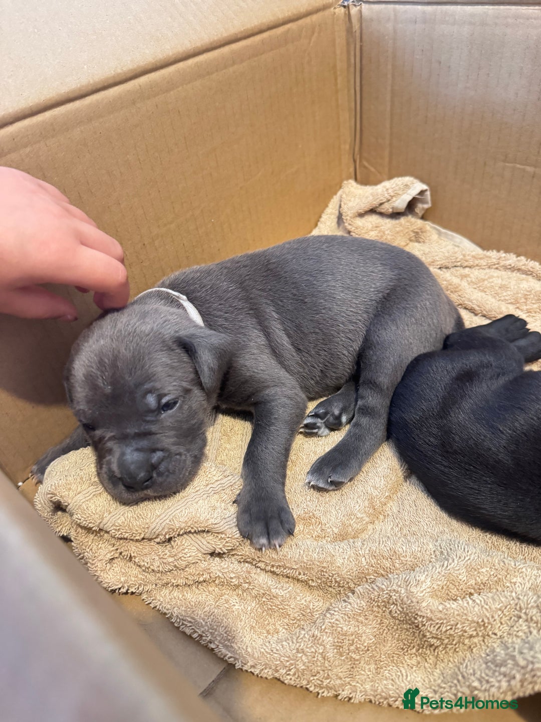 Mixed Breed dogs for sale: Rare breeding American x Bulldog x Cane Corso Pups - Image 23