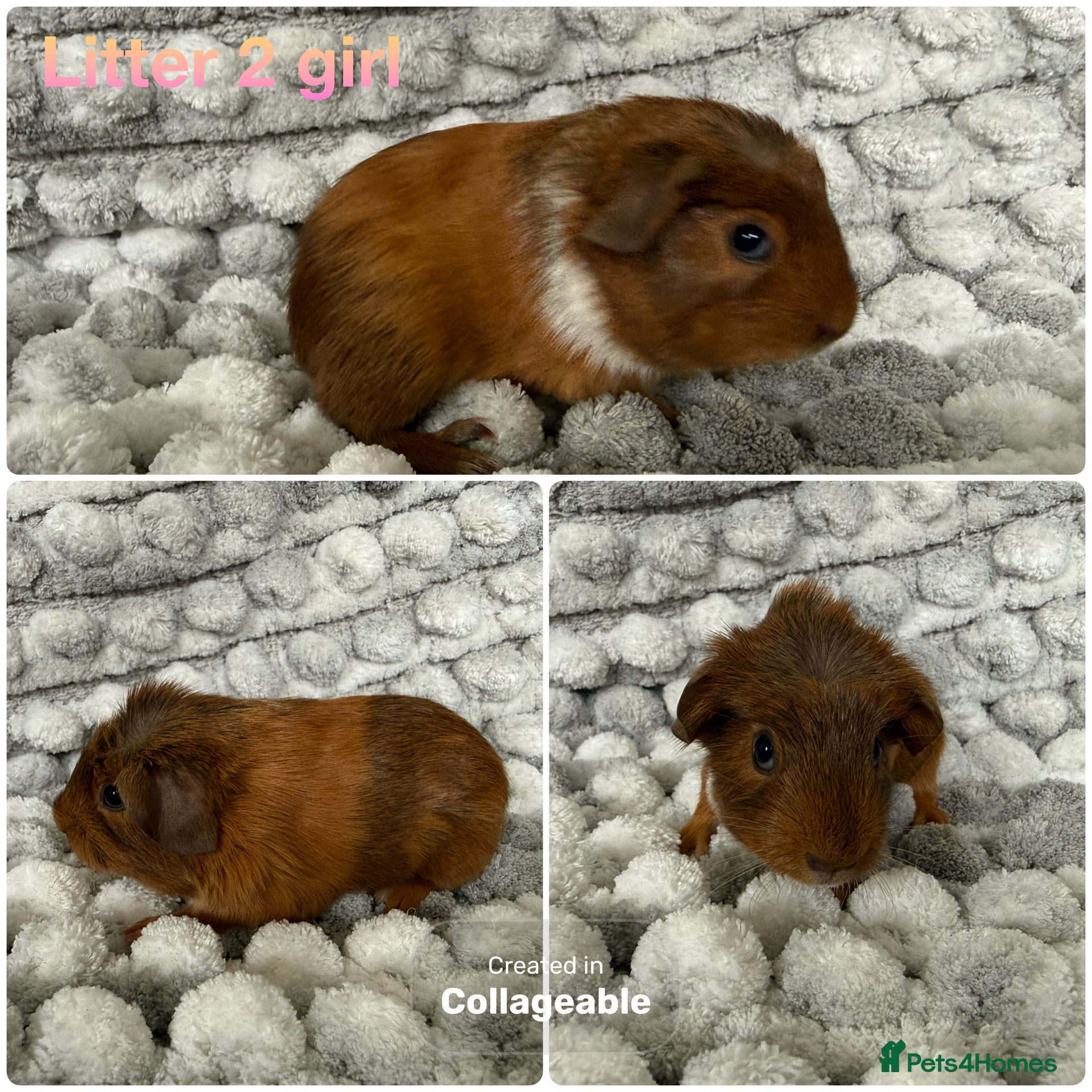 Guinea Pig rodents Guinea pig baby’s and adults  - Advert 6