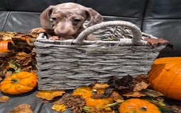 Miniature Dachshund dogs for sale: TRUE MINIATURE DASCHUND BABIES only 5 - Image 15