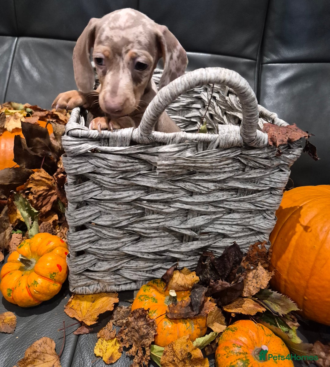 Miniature Dachshund dogs for sale: TRUE MINIATURE DASCHUND BABIES only 5 - Image 15
