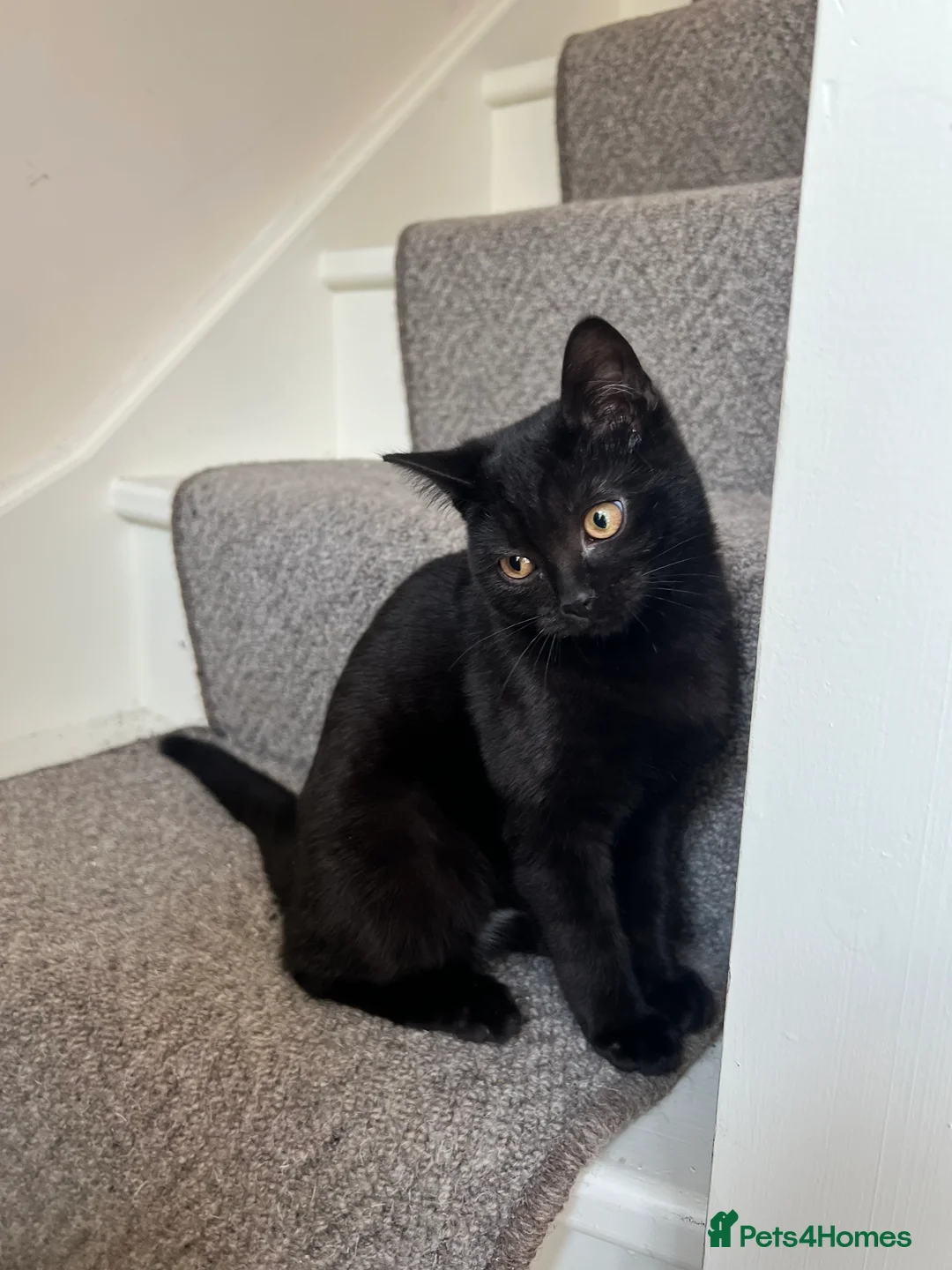 Mixed Breed cats for sale: 2 kittens - Advert 2