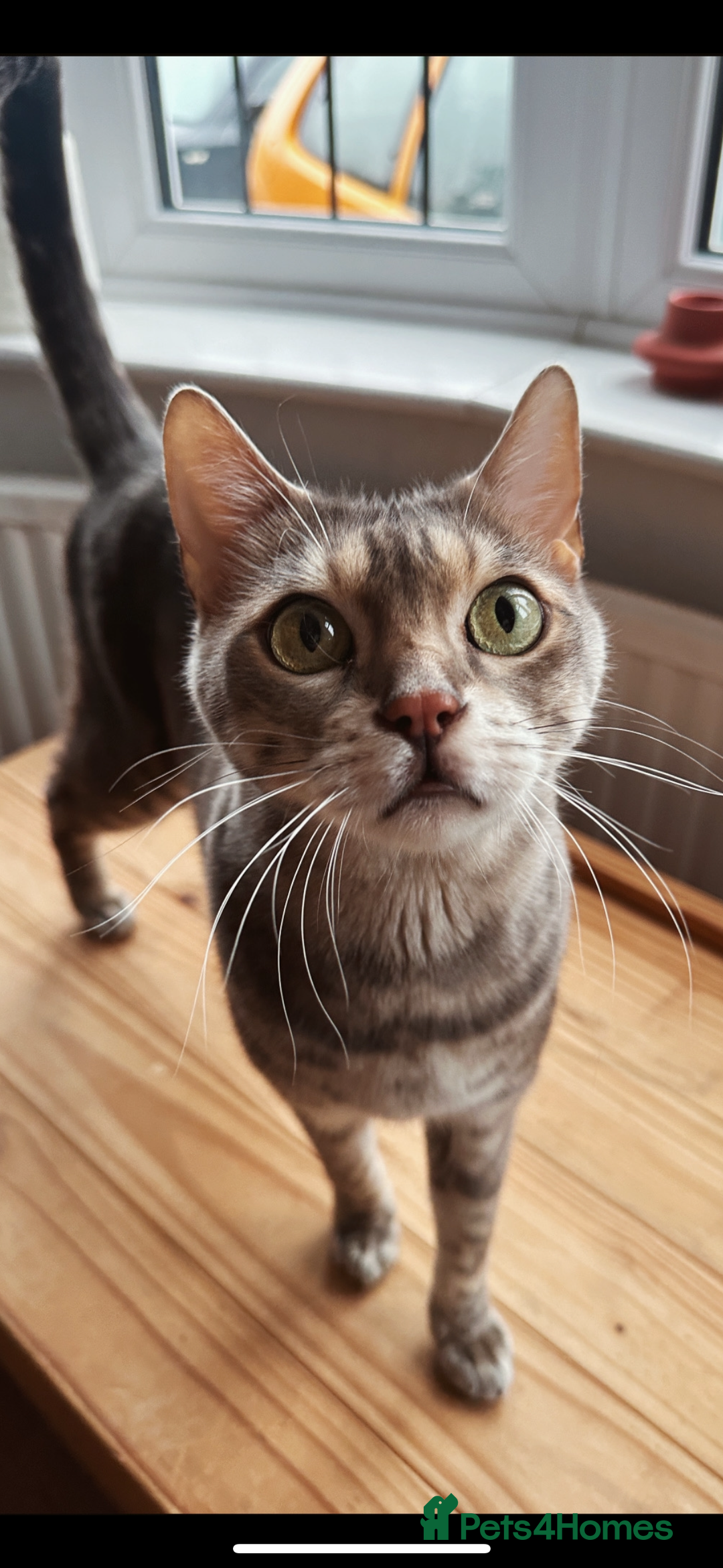 Bengal cats for sale: 6 year old bengal neutered male looking for home  - Image 3