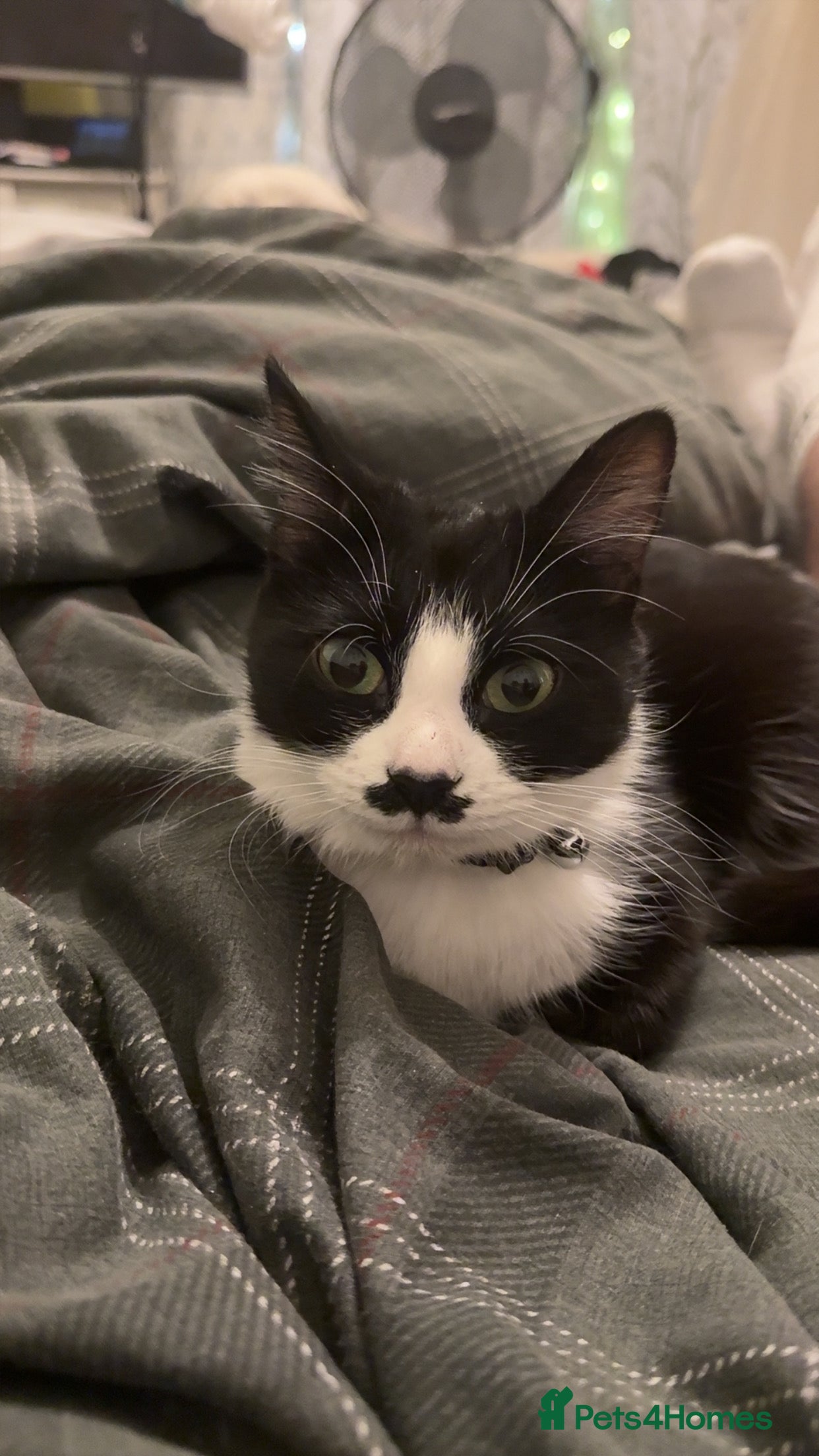 Domestic Shorthair cats Female Cat - Advert 1