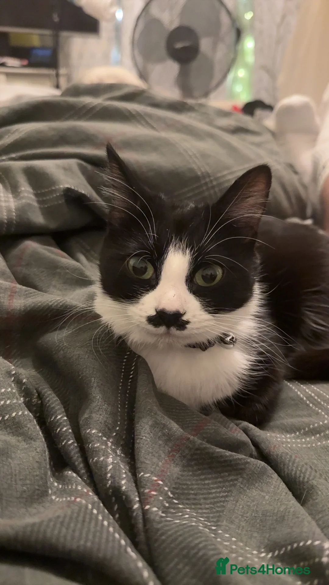 Domestic Shorthair cats for sale: Female Cat - Advert 1