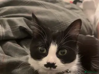 Domestic Shorthair cats Female Cat - Advert 1