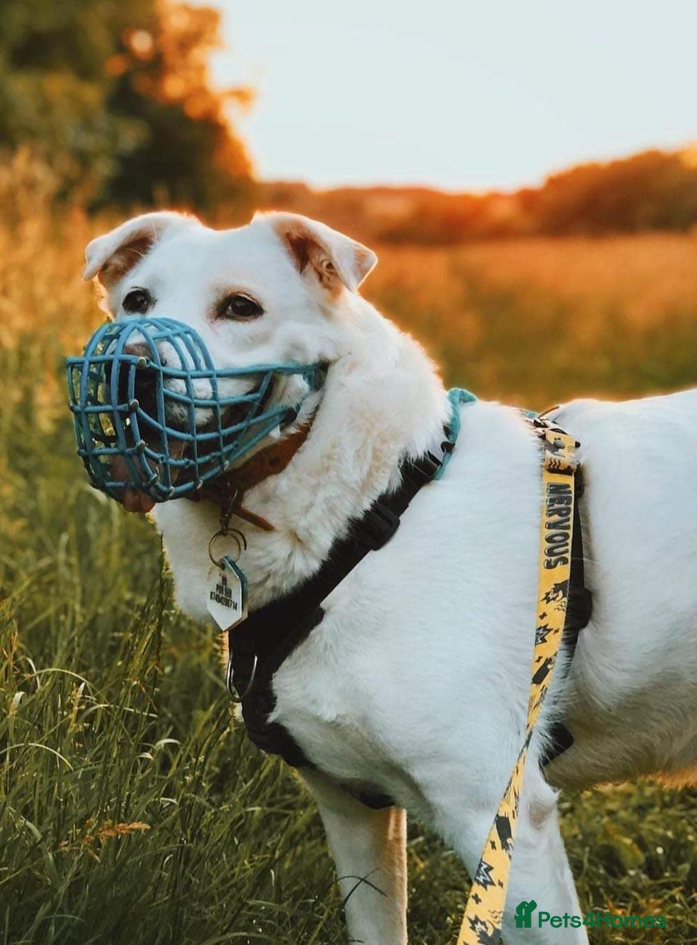 Meet Biscuit, currently residing in Hampshire — Mixed Breed