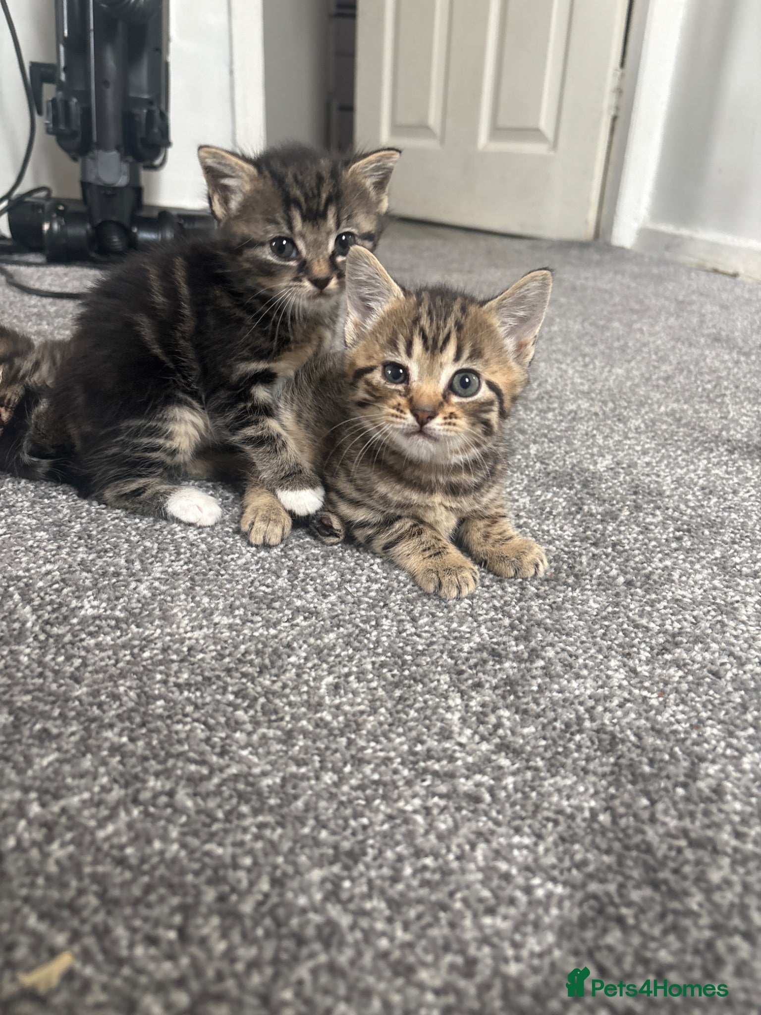 Bengal cats Bengle + x cats  - Advert 15