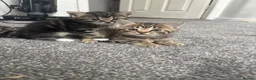 Bengal cats for sale: Bengle cats  in Warrington - Advert 2