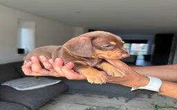 Dachshund dogs for sale: Miniature Dachshund Litter - Image 11