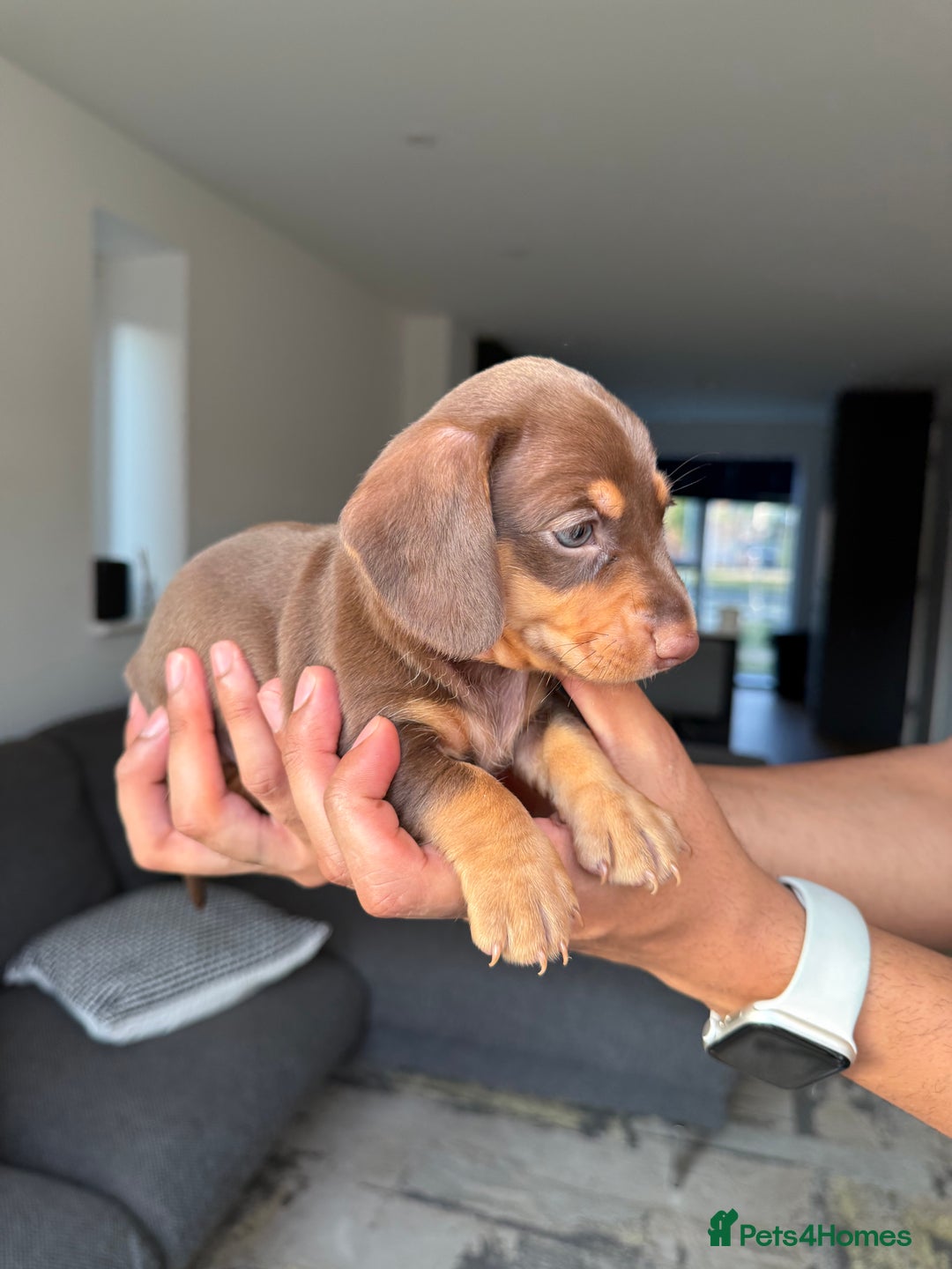 Dachshund dogs for sale: Miniature Dachshund Litter - Image 11