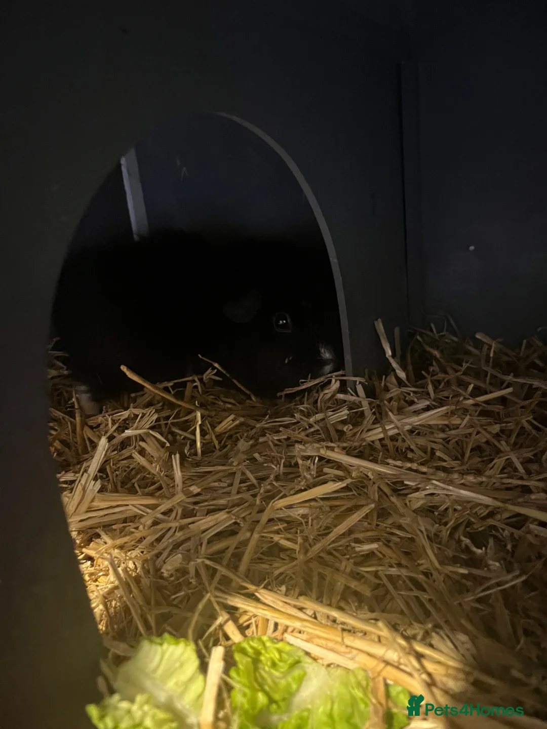 Guinea Pig rodents for sale: Guinea pig - Advert 3