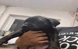 Mixed Breed dogs for sale: Beautiful litter of pups - Image 11
