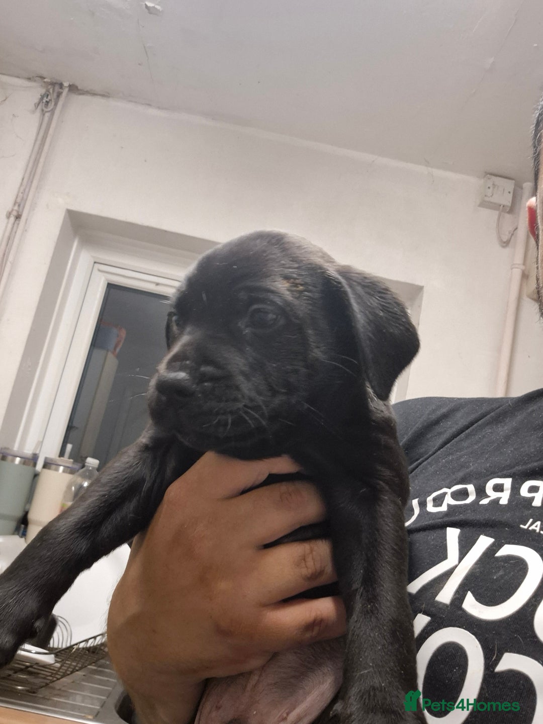 Mixed Breed dogs for sale: Beautiful litter of pups - Image 11