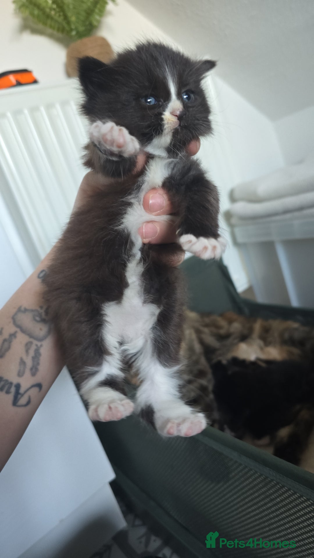 Maine Coon cats for sale: Beautiful Maine Coon cross kittens - Advert 7
