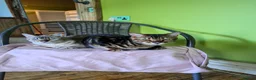 Bengal cats for sale: Wee Bob - Advert 7