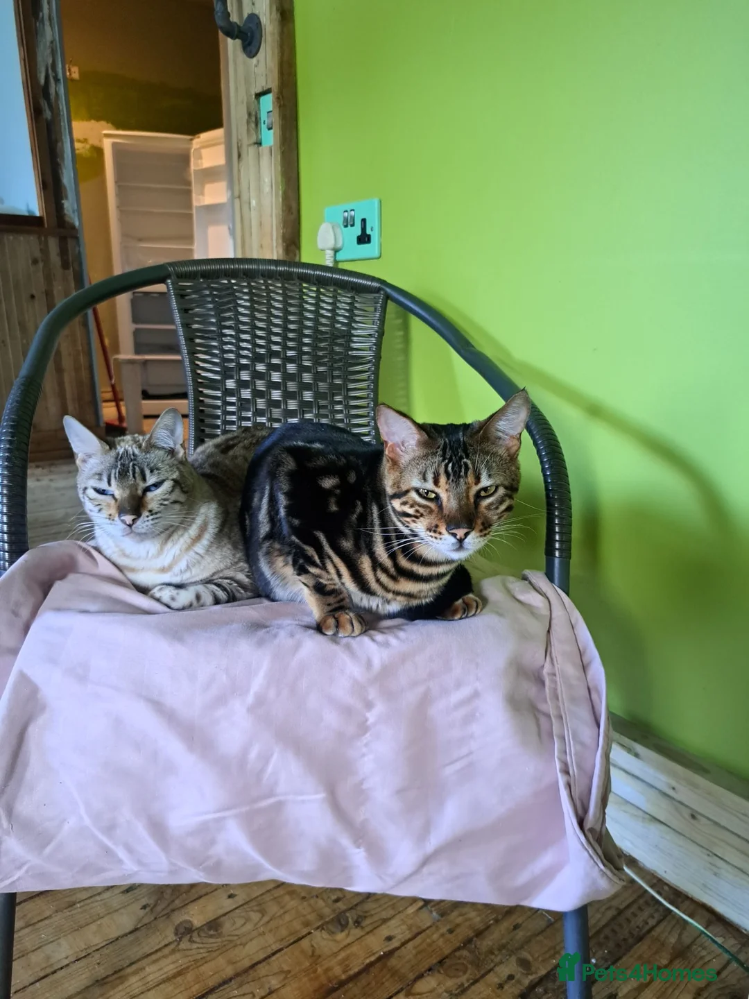 Bengal cats for sale: Wee Bob - Advert 7