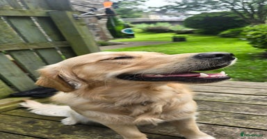 Golden Retriever dogs Golden Retriever Stud-Meet Hamish - Advert 2