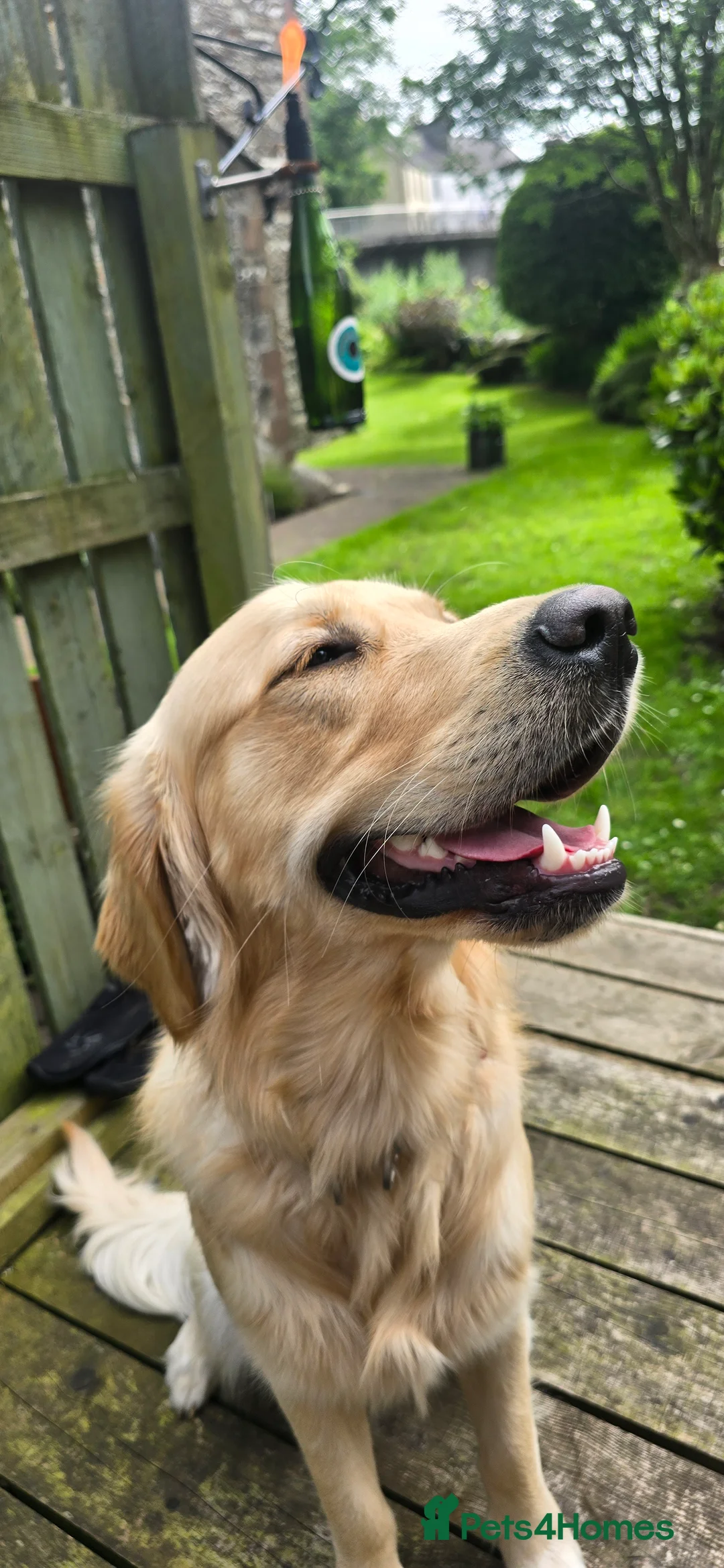 Golden Retriever dogs for stud: Golden Retriever Stud-Meet Hamish - Advert 2