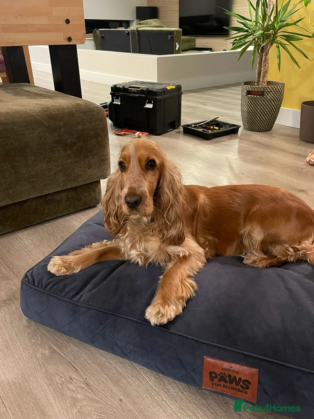 Cocker Spaniel dogs for sale: Gorgeous KC/Full Health Cocker Spaniel show type - Advert 18