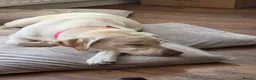Labrador Retriever dogs for sale: Babygirl Nyla  in Mansfield - Advert 5