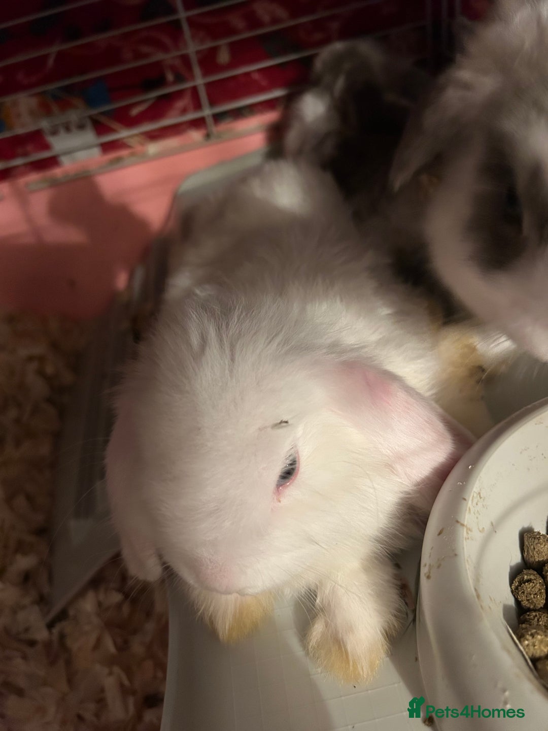 Mini Lop rabbits for sale: Gorgeous mini lop bunnies  - Advert 21